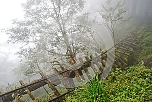 Old railway in the forest