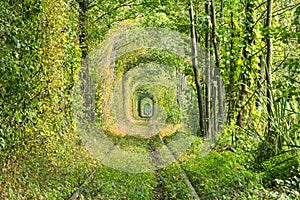 Old railway line. Very long tunnel of trees creates an unusual alley. Tunnel of love - wonderful place created by nature. Klevan