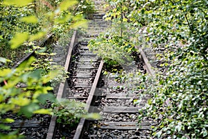 Old railway tracks overgrown with trees. Forgotten railway line.