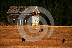 Old Ranch House 2