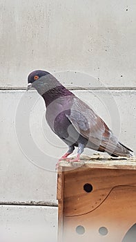 Old rancing pigeon