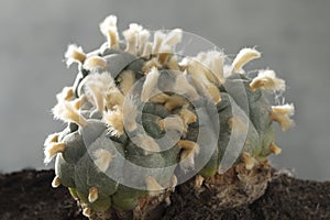 Old, rare and big three headed lophophora williamsii, Peyote