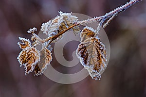 Old Raspberry Bush Leaves Covered In Frost