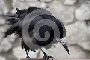 Old raven or crow, common city black bird photo