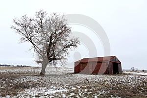 Old Red Barn and Bare Tree in Winter in Illinois