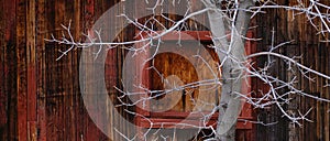 Old Red Barn Wooden Wall Background Texture with Nails White Tree with no leaves branches