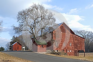 Old Red Barns and Tree on Country Road.