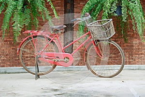 Old red bicycle and brick wall with leaf fern.