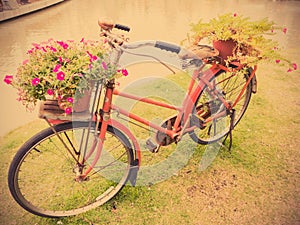 Old red bicycle with flower pottery