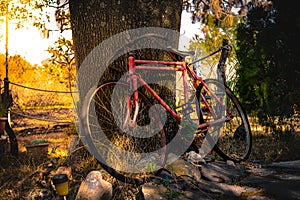 Old bicycle recharged on a tree at sunset photo