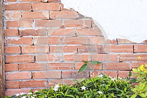 Old red brick fence wall with space and green plant with white jasmine flower growing on background