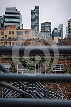 old red brick wall with green ivy climbing, Toronto