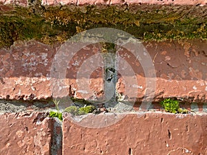 Old red brick wall, green moss between the bricks. Masonry