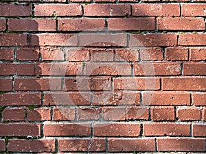 Old red brick wall, green moss between the bricks. Masonry