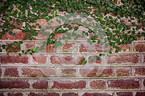 Old red brick wall with ivy plants, retro background.