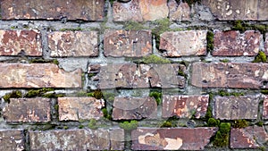 Old red brick wall. Moss texture. Demage bricks