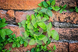 Old red brick wall texture background