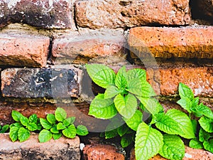 Old red brick wall texture background