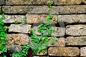 Old red brick wall texture and green leaf hanging down on it at the edge