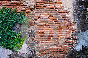 Old red brick wall texture and green leaf hanging down on it at the edge. Copy space background.