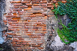 Old red brick wall texture and green leaf hanging down on it at the edge. Copy space background.