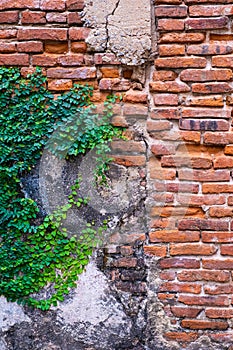 Old red brick wall texture and green leaf hanging down on it at the edge. Copy space background.