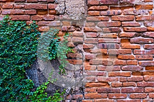 Old red brick wall texture and green leaf hanging down on it at the edge. Copy space background.