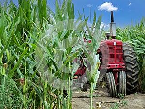 Old Red Farm Tractor in Corn Field