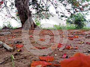 Old red flamboyant tree