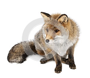 Old Red fox, Vulpes vulpes, 15 years old