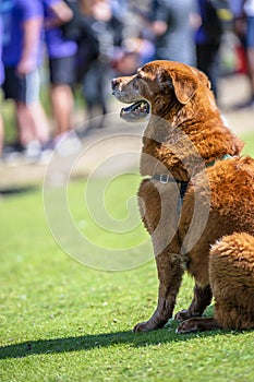 An old red haired Labrador retriever with long hair sits on the grass during a team competition