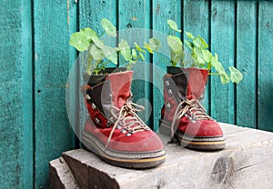 Old red hiking shoes with plants
