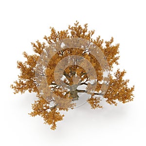 Old Red Oak Tree Autumn on white. 3D illustration