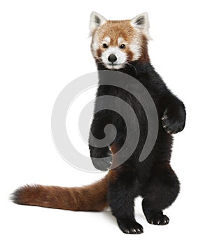 Old Red panda or Shining cat, Ailurus fulgens photo