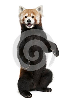 Old Red panda or Shining cat, Ailurus fulgens