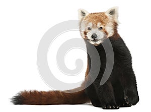 Old Red panda or Shining cat, Ailurus fulgens