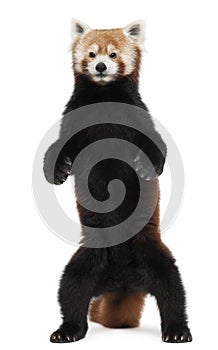 Old Red panda or Shining cat, Ailurus fulgens, 10 years old photo