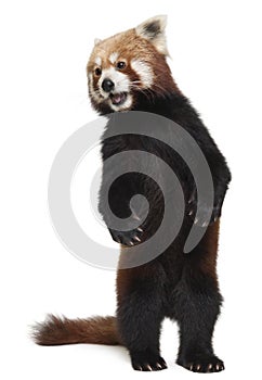 Old Red panda or Shining cat, Ailurus fulgens, 10 years old photo