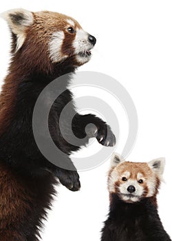 Old Red pandas or Shining cats, Ailurus fulgens