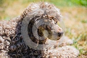 Old red poodle dog on nature