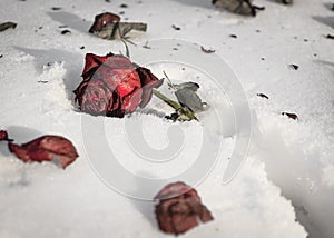 Old red rose lies on the snow.