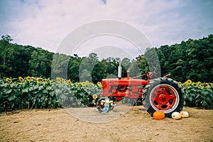 Old red vintage tractor in a sunflower field