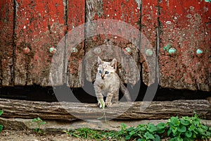 Old red wooden door and kitten under it