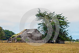 Old Barn Cypress Tree