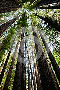 Old Redwood Grove