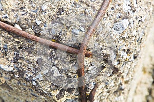 Old reinforced concrete wall without concrete cover due oxidation with damaged and rusty metallic reinforcement