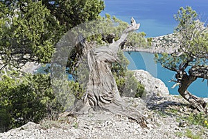 Old relict treelike juniper  with curved trunk photo