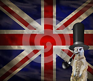 Old retro english concept of a funny elegant suricate wearing a top hat isolated on a background with the flag of england