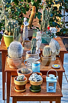 Old retro room with cacti decorations