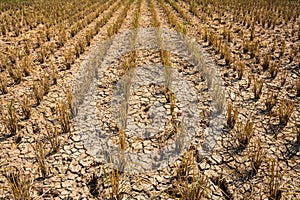 Old rice stubble in dry field photo